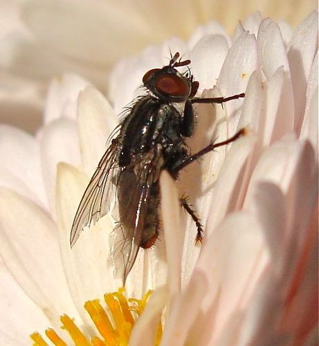 Tachinidae