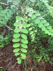Robinia viscosa