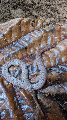Iridescent Ground Snake