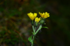 Hieracium morii