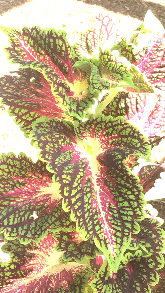 Coleus plant showing colourful foliage