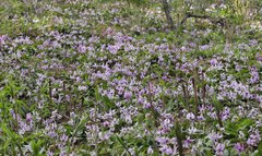 Erythronium japonicum