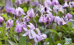 Erythronium japonicum