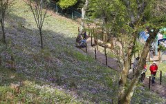 Erythronium japonicum