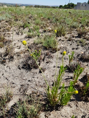 Lasiosiphon sericocephalus