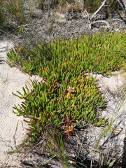 Carpobrotus muirii
