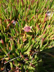 Carpobrotus muirii