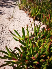 Carpobrotus muirii