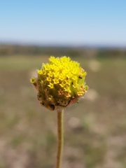 Lasiosiphon sericocephalus