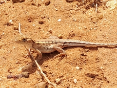 Ctenophorus maculatus