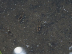 Anisops ogasawarensis