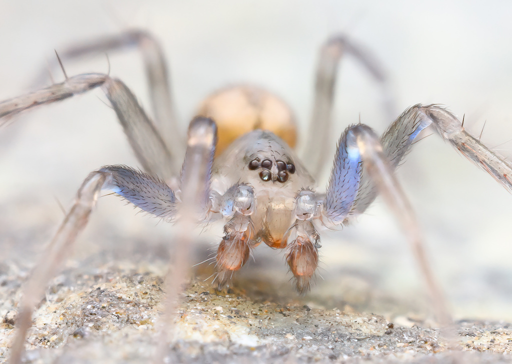 Cybaeozyga