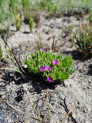 Polygala transvaalensis
