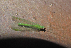 Chrysopa incompleta