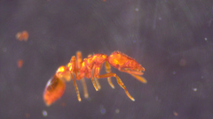 Strumigenys marginata