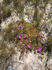 Carpobrotus muirii