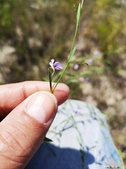 Psoralea laxa