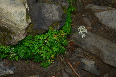 Conioselinum morrisonense