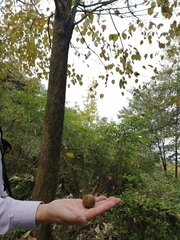Davidia involucrata