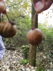 Davidia involucrata
