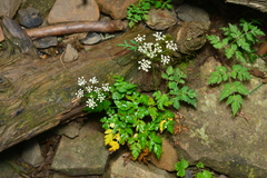 Conioselinum morrisonense