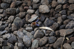 Volucella trifasciata