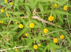 Melampodium divaricatum