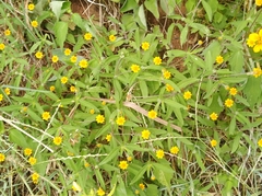 Melampodium divaricatum