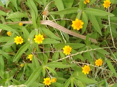 Melampodium divaricatum