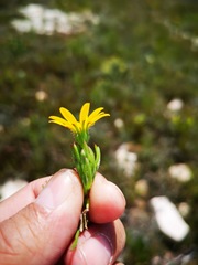 Osteospermum subulatum