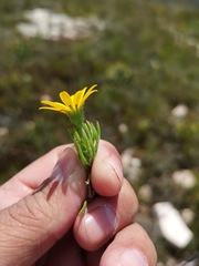 Osteospermum subulatum