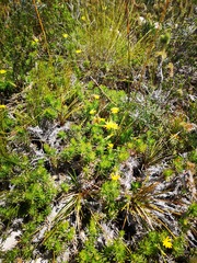 Osteospermum subulatum