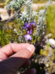 Lobelia valida