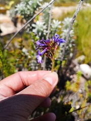 Lobelia valida