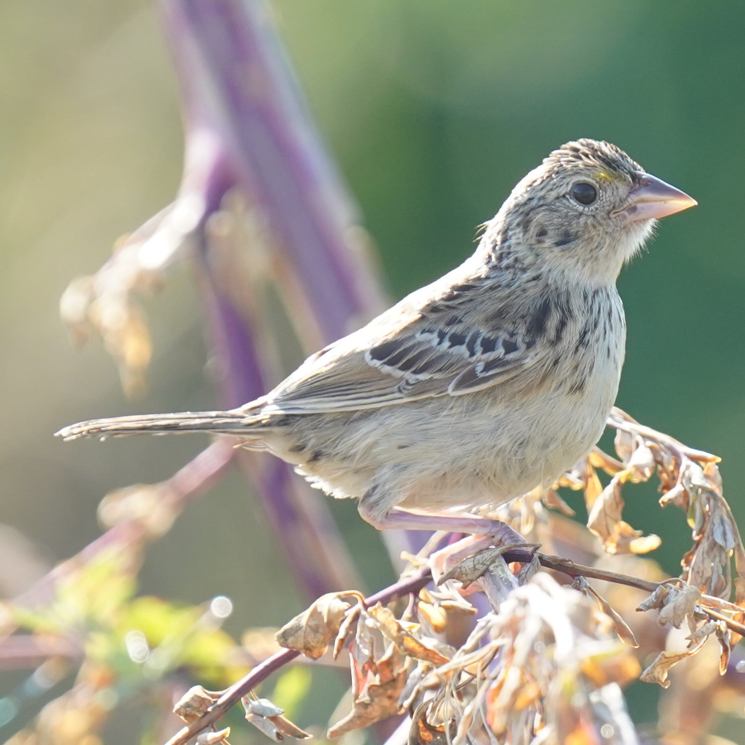 Ammodramus savannarum (J.F.Gmelin, 1789)