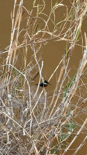 Green Kingfisher