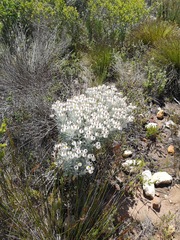 Syncarpha argyropsis