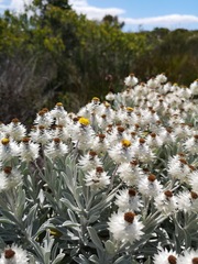 Syncarpha argyropsis