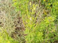 Cleome viscosa