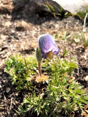 Pulsatilla violacea