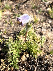Pulsatilla violacea