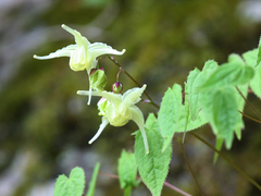 Epimedium koreanum