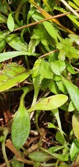 Plantago unibracteata