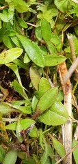 Plantago unibracteata