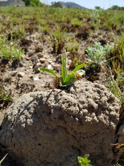 Ledebouria inquinata