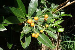 Pittosporum pentandrum