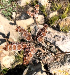 Sempervivum transcaucasicum
