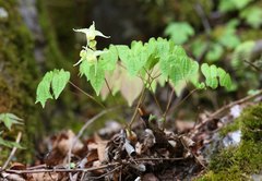 Epimedium koreanum