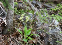 Epimedium koreanum
