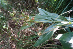 Alpinia koshunensis